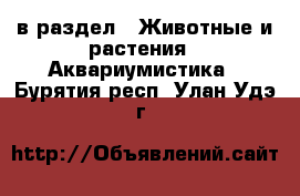  в раздел : Животные и растения » Аквариумистика . Бурятия респ.,Улан-Удэ г.